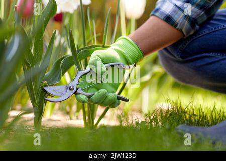 Mann mit dem Baumscheren, der sich im Garten um Blumen kümmert Stockfoto