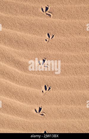 Vogelfußabdrücke im Sand. Hochwertige Fotos Stockfoto