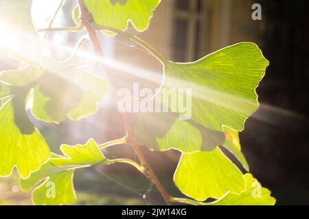 Eichenblätter mit Sonnenstrahl Hintergrund. Stockfoto