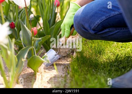 Mann mit dem Baumscheren, der sich im Garten um Blumen kümmert Stockfoto
