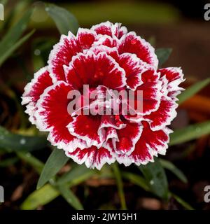 Schöne reiche rote parfümierte Blume von Dianthus mit Blütenblättern gesäumt mit Weiß auf dunklem Hintergrund der Blätter, mehrjährige Gartenpflanze Stockfoto