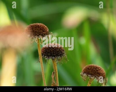 Nahaufnahme einer trockenen Blume mit schönem Bokeh Stockfoto