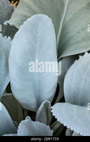 Nahaufnahme Senecio candidans Angel Wings, Senecio candidans ‘Senaw’PBR, Senecio candicans Angel Wings, strahlend-weißes Ragwort ‘Angel Wings’, Muster Stockfoto