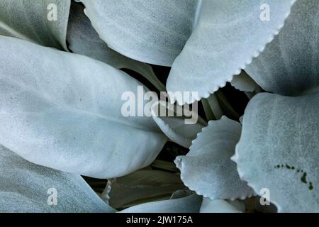 Nahaufnahme Senecio candidans Angel Wings, Senecio candidans ‘Senaw’PBR, Senecio candicans Angel Wings, strahlend-weißes Ragwort ‘Angel Wings’, Muster Stockfoto