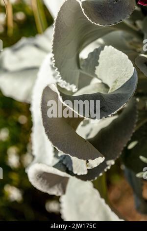 Nahaufnahme Senecio candidans Angel Wings, Senecio candidans ‘Senaw’PBR, Senecio candicans Angel Wings, strahlend-weißes Ragwort ‘Angel Wings’, Muster Stockfoto