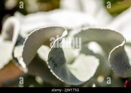 Nahaufnahme Senecio candidans Angel Wings, Senecio candidans ‘Senaw’PBR, Senecio candicans Angel Wings, strahlend-weißes Ragwort ‘Angel Wings’, Muster Stockfoto