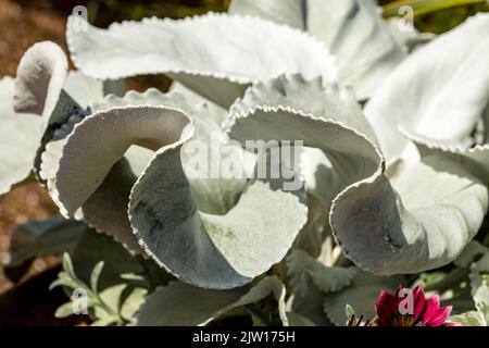 Nahaufnahme Senecio candidans Angel Wings, Senecio candidans ‘Senaw’PBR, Senecio candicans Angel Wings, strahlend-weißes Ragwort ‘Angel Wings’, Muster Stockfoto