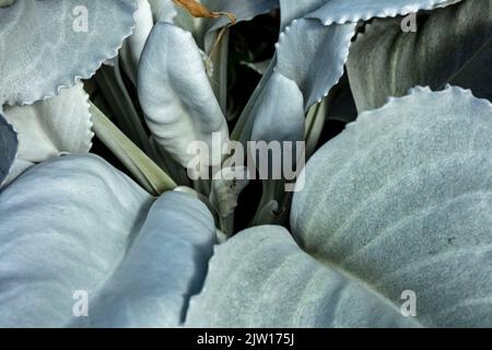 Nahaufnahme Senecio candidans Angel Wings, Senecio candidans ‘Senaw’PBR, Senecio candicans Angel Wings, strahlend-weißes Ragwort ‘Angel Wings’, Muster Stockfoto