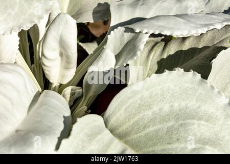 Nahaufnahme Senecio candidans Angel Wings, Senecio candidans ‘Senaw’PBR, Senecio candicans Angel Wings, strahlend-weißes Ragwort ‘Angel Wings’, Muster Stockfoto