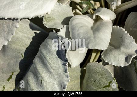 Nahaufnahme Senecio candidans Angel Wings, Senecio candidans ‘Senaw’PBR, Senecio candicans Angel Wings, strahlend-weißes Ragwort ‘Angel Wings’, Muster Stockfoto