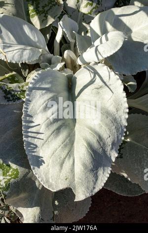 Nahaufnahme Senecio candidans Angel Wings, Senecio candidans ‘Senaw’PBR, Senecio candicans Angel Wings, strahlend-weißes Ragwort ‘Angel Wings’, Muster Stockfoto