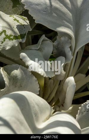 Nahaufnahme Senecio candidans Angel Wings, Senecio candidans ‘Senaw’PBR, Senecio candicans Angel Wings, strahlend-weißes Ragwort ‘Angel Wings’, Muster Stockfoto