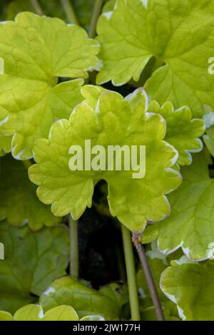 Nahaufnahme eines Pflanzenportraits von Gleckoma hederacea ‘Variegata’, Nepeta hederacea ‘Variegata’, natürlichen Mustern und Texturen Stockfoto