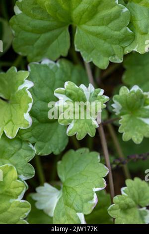 Nahaufnahme eines Pflanzenportraits von Gleckoma hederacea ‘Variegata’, Nepeta hederacea ‘Variegata’, natürlichen Mustern und Texturen Stockfoto