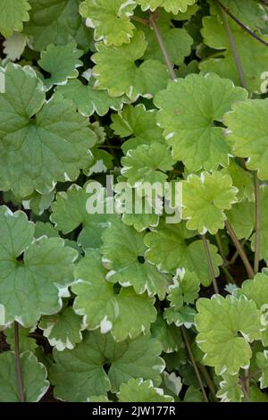 Nahaufnahme eines Pflanzenportraits von Gleckoma hederacea ‘Variegata’, Nepeta hederacea ‘Variegata’, natürlichen Mustern und Texturen Stockfoto