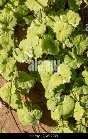 Nahaufnahme eines Pflanzenportraits von Gleckoma hederacea ‘Variegata’, Nepeta hederacea ‘Variegata’, natürlichen Mustern und Texturen Stockfoto