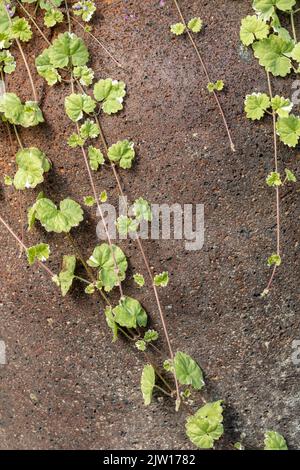 Nahaufnahme eines Pflanzenportraits von Gleckoma hederacea ‘Variegata’, Nepeta hederacea ‘Variegata’, natürlichen Mustern und Texturen Stockfoto