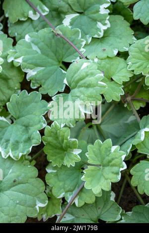 Nahaufnahme eines Pflanzenportraits von Gleckoma hederacea ‘Variegata’, Nepeta hederacea ‘Variegata’, natürlichen Mustern und Texturen Stockfoto