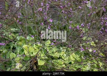 Nahaufnahme eines Pflanzenportraits von Gleckoma hederacea ‘Variegata’, Nepeta hederacea ‘Variegata’, natürlichen Mustern und Texturen Stockfoto