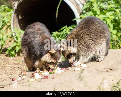 Zwei Waschbären essen in einem deutschen Zoo Stockfoto