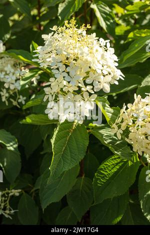 Hortensia Paniculata ‘Phantom', natürliches Nahaufnahme Pflanzen- / Blumenportrait Stockfoto