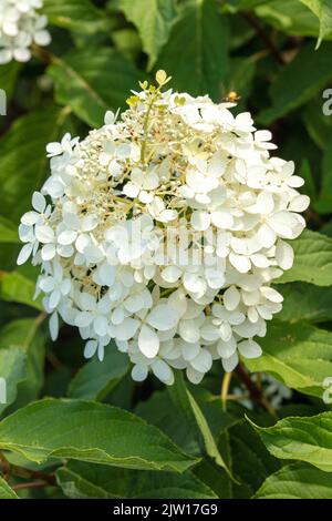 Hortensia Paniculata ‘Phantom', natürliches Nahaufnahme Pflanzen- / Blumenportrait Stockfoto