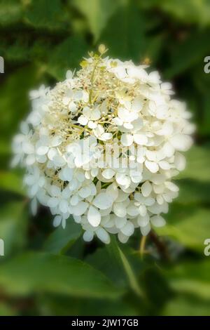 Hortensia Paniculata ‘Phantom', natürliches Nahaufnahme Pflanzen- / Blumenportrait Stockfoto