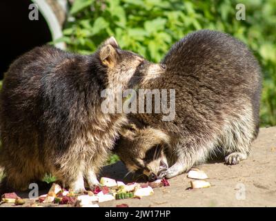 Zwei Waschbären essen in einem deutschen Zoo Stockfoto