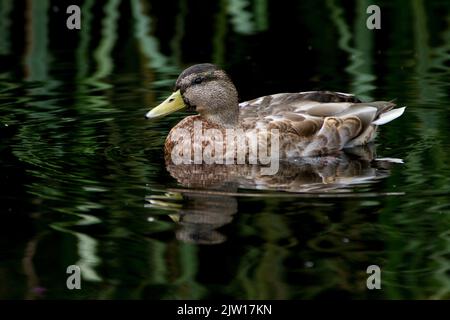 Ente Stockfoto