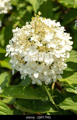 Hortensia Paniculata ‘Phantom', natürliches Nahaufnahme Pflanzen- / Blumenportrait Stockfoto