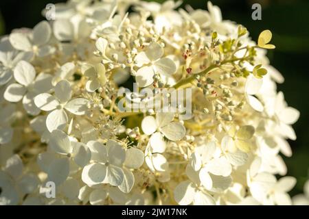 Hortensia Paniculata ‘Phantom', natürliches Nahaufnahme Pflanzen- / Blumenportrait Stockfoto