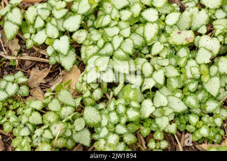 Natürliche Muster und Texturen, Lamium maculatum „White Nancy“, gefleckte Totnessel „White Nancy“ in Nahaufnahme Stockfoto