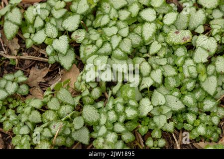 Natürliche Muster und Texturen, Lamium maculatum „White Nancy“, gefleckte Totnessel „White Nancy“ in Nahaufnahme Stockfoto