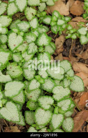 Natürliche Muster und Texturen, Lamium maculatum „White Nancy“, gefleckte Totnessel „White Nancy“ in Nahaufnahme Stockfoto