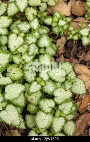 Natürliche Muster und Texturen, Lamium maculatum „White Nancy“, gefleckte Totnessel „White Nancy“ in Nahaufnahme Stockfoto