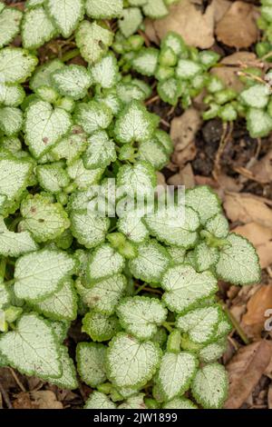 Natürliche Muster und Texturen, Lamium maculatum „White Nancy“, gefleckte Totnessel „White Nancy“ in Nahaufnahme Stockfoto