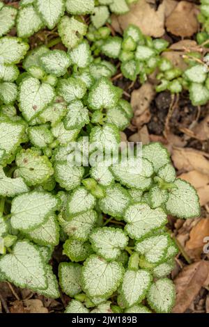 Natürliche Muster und Texturen, Lamium maculatum „White Nancy“, gefleckte Totnessel „White Nancy“ in Nahaufnahme Stockfoto