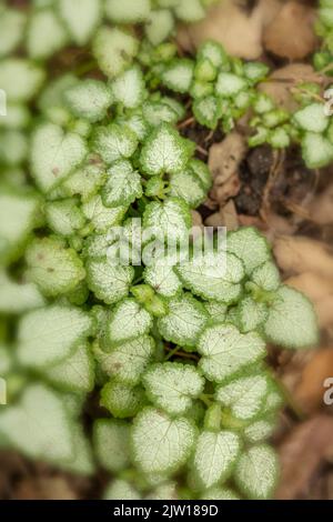 Natürliche Muster und Texturen, Lamium maculatum „White Nancy“, gefleckte Totnessel „White Nancy“ in Nahaufnahme Stockfoto