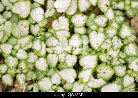 Natürliche Muster und Texturen, Lamium maculatum „White Nancy“, gefleckte Totnessel „White Nancy“ in Nahaufnahme Stockfoto