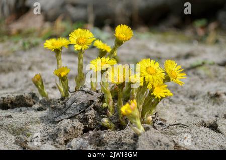 Coltsfoot oder tussilago fara ist ein mehrjähriges Kraut, das in der Volksmedizin verwendet wird. Gelbe Blüten von Coltsfoot im frühen Frühjahr im Freien. Flora der Ukraine. Stockfoto