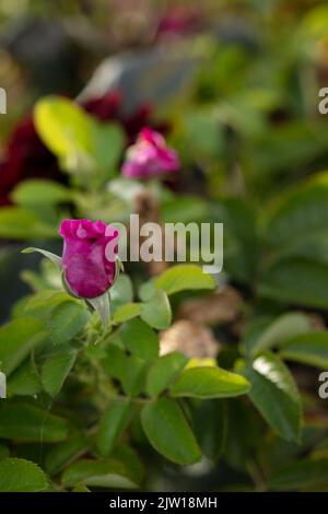 Stachelige Rosa 'Wild Edric' - Aushedge, natürliche Nahaufnahme Pflanzenportrait der schönen, romantischen Rose Stockfoto