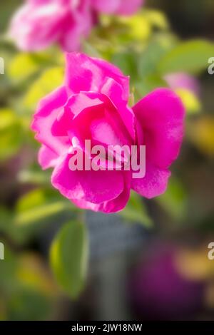 Stachelige Rosa 'Wild Edric' - Aushedge, natürliche Nahaufnahme Pflanzenportrait der schönen, romantischen Rose Stockfoto