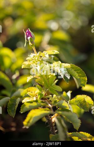 Stachelige Rosa 'Wild Edric' - Aushedge, natürliche Nahaufnahme Pflanzenportrait der schönen, romantischen Rose Stockfoto