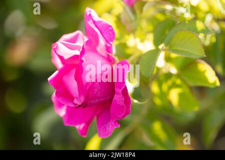 Stachelige Rosa 'Wild Edric' - Aushedge, natürliche Nahaufnahme Pflanzenportrait der schönen, romantischen Rose Stockfoto