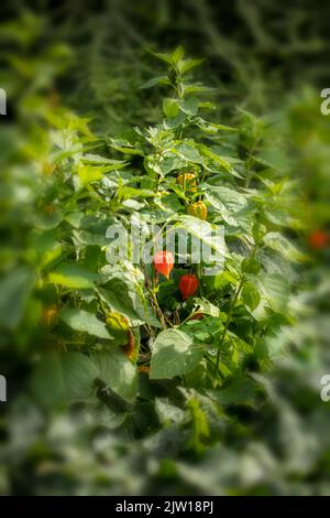 Bezaubernde Physalis alkekengi var. franchetii, Physalis franchetii, chinesische Laterne, natürliches Nahaufnahmen-Blumenportrait Stockfoto