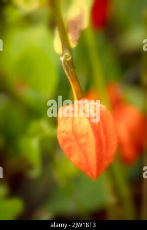 Bezaubernde Physalis alkekengi var. franchetii, Physalis franchetii, chinesische Laterne, natürliches Nahaufnahmen-Blumenportrait Stockfoto