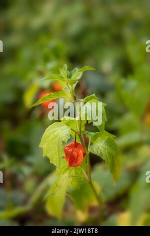 Bezaubernde Physalis alkekengi var. franchetii, Physalis franchetii, chinesische Laterne, natürliches Nahaufnahmen-Blumenportrait Stockfoto