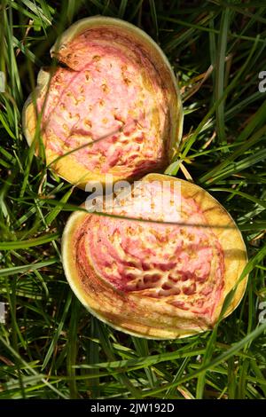 Prunus × persicoides ‘Ingrid’, Hybridmandel ‘Ingrid’, Prunus dulcis ‘Ingrid’, Prunus × amygdalopersica ‘Ingrid', Nahaufnahme des Pflanzenportraits Stockfoto