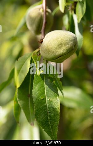 Prunus × persicoides ‘Ingrid’, Hybridmandel ‘Ingrid’, Prunus dulcis ‘Ingrid’, Prunus × amygdalopersica ‘Ingrid', Nahaufnahme des Pflanzenportraits Stockfoto