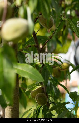 Prunus × persicoides ‘Ingrid’, Hybridmandel ‘Ingrid’, Prunus dulcis ‘Ingrid’, Prunus × amygdalopersica ‘Ingrid', Nahaufnahme des Pflanzenportraits Stockfoto